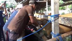 Sapi di Gianyar Bali Mulai Disuntik Vaksin PMK