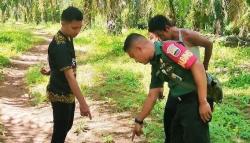 Jejak Harimau di Kebun Sawit Bikin Warga Rokan Hulu Ketakutan