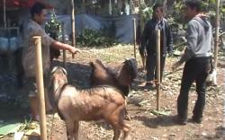 Hadits Tentang Keutamaan Qurban yang Perlu Diketahui Umat Muslim 