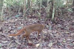 BKSDA Kalteng : Habitat dan Perburuan Ancam Kehidupan 4 Kucing Liar Kalimantan