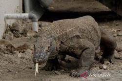Pelaku Wisata Ramai-ramai Tolak Kenaikan Tiket Masuk Taman Nasional Komodo Jadi Rp3,75 Juta<