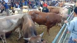 Puluhan Sapi dan Kambing Kurban Jadi Tontonan Warga Bode Lor Cirebon, Lalu Lintas Macet