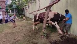 Heboh, Sapi Kurban Berbobot 1 Ton Milik Bupati Cirebon Ngamuk saat Akan Dipotong