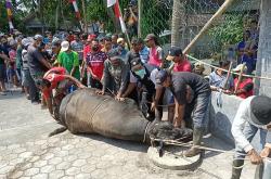 Warga Randusari Sleman Kewalahan Sembelih Sapi Kurban Presiden Jokowi<