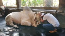 Dedi Mulyadi Nangis saat Melepas Sapi-Sapi di Kandang untuk Kurban<