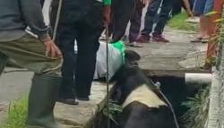 Viral, Sapi Kurban di Lembang KBB Ngamuk hingga Tercebur ke Selokan <