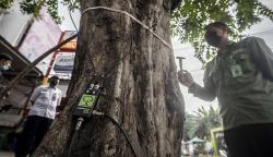 Begini Cara Ukur Tingkat Kekeroposan Pohon di Jakarta