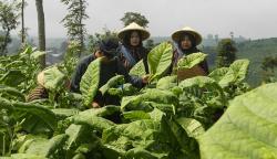 Keluh Kesah Petani Tembakau di KBB, Ongkos Angkut Bengkak Gegara Harga BBM Naik