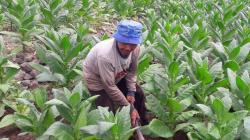 Petani di Temanggung Diminta Pertahankan Kemurnian Tembakau Varietas Kemloko