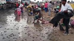  Fenomen Langka, Hujan Ikan Terjadi Selama 2 Hari di India
