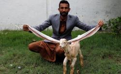 Heboh, Kambing Ini Punya Telinga Sepanjang 56 Cm bahkan Masih Terus Tumbuh