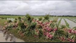  Puluhan Hektare Tanaman Bawang Merah di Brebes Terendam Banjir, Petani Panen Dini