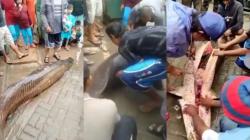 Heboh 3 Ikan Raksasa Arapaima Ditemukan di Lokasi Banjir Garut, Habis Disantap Warga<