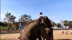 Unik! Bocah Kelas 5 Tunggangi Gajah untuk Berangkat Sekolah, Ini Alasannya 