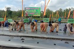 Gunungkidul Gencarkan Gerakan Tanam Cabai 12 Kali Panen