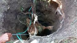 Ngamuk dan Masuk Sumur 10 Meter, Sapi Limosin Milik Warga Mojokerto Mati 