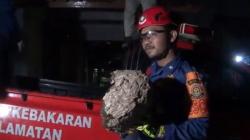 Tawon Vespa Teror Warga Nagri Tengah Purwakarta, Petugas Damkar Bertindak