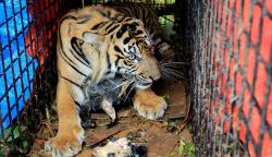 Harimau Sumatera Masuk Kantor BRIN Agam, BKSDA Tetapkan Siaga Satu<