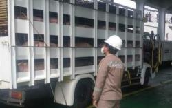 Lihat Truk Mencurigakan, Anggota TNI Gagalkan Pengiriman Babi dari Bali ke Jakarta-Bandung