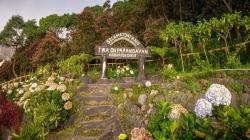 6 Fakta Gunung Papandayan Garut, Destinasi Favorit Pendaki Pemula