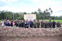 Padang Sidempuan Sukses Panen Bawang Merah, Diperkirakan Capai 3 Ton