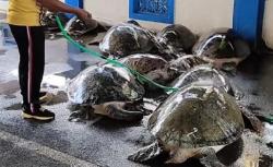 Penyelundup Penyu Langka ke Bali Diupah Rp700.000 Per Ekor