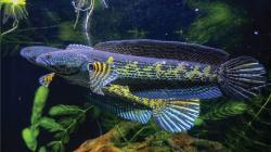 Ikan Channa, Ikan Gabus Hias Harga Selangit dan Manfaatnya