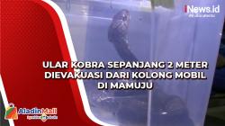 Ular Kobra Sepanjang 2 Meter Dievakuasi dari Kolong Mobil di Mamuju<