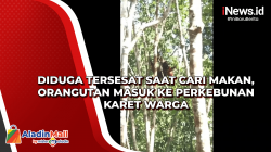 Diduga Tersesat saat Cari Makan, Orangutan Masuk ke Perkebunan Karet Warga