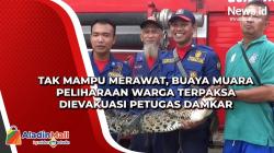 Tak Mampu Merawat, Buaya Muara Peliharaan Warga Terpaksa Dievakuasi Petugas Damkar