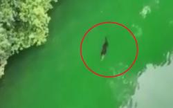 Evakuasi Remaja Diterkam Buaya Sulit, Sang Predator Masih Terlihat di Dekat Jasad Korban