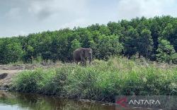 Gajah Liar Rusak Tanaman Warga di OKU Selatan, Ini Pemicunya <