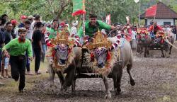 Tradisi Makepung, Balapan Kerbau Khas Jembrana Bangkitkan Pariwisata Bali