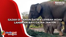 Gajah di Taman Satwa Lembah Hijau Lahirkan Bayi Gajah Jantan