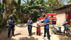 Kekenyangan Usai Mangsa Ayam Warga, Ular Piton 4 Meter di Bintan Ditangkap Petugas Damkar<