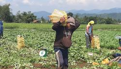 Harga Pupuk Nonsubsidi Mahal, Bupati Sukabumi dan Mentan Diminta Turun Tangan