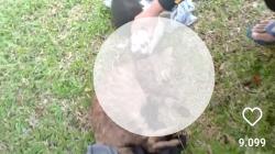6 Kucing Ditembak Mati di Sesko TNI Bandung, Netizen: Kebiadaban Manusia<