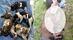Jenderal Bintang 1 Terduga Penembak Mati 6 Kucing di Sesko TNI Terancam 6 Bulan Penjara<