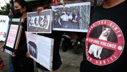 Aktivis Pencinta Hewan Dukung Jenderal Andika Usut Penembakan Kucing oleh Oknum TNI<