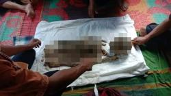 Diduga Dimangsa Harimau, Lansia di Tapsel Ditemukan Tinggal Tulang Usai Sepekan Hilang<