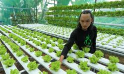 Cerita Inspiratif UMKM Hidroponik Tegal, Bisa Santuni Yatim dan Gandeng Pemuda jadi Petani 