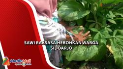  Sawi Raksasa Hebohkan Warga Sidoarjo