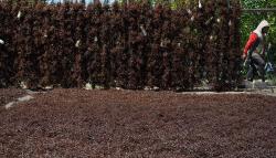 Rumput Laut Diserang Hama Kutu Putih, Petani Kolaka Merugi