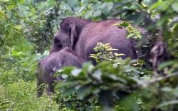 Pilu! Bocah Perempuan di Pekanbaru Kritis Diserang Gajah Liar<