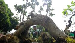 Kontes Bonsai Tingkatkan Ekonomi Kreatif dan Pariwisata Salatiga