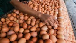 Punya 13.501 Ton, Stok Telur di Lampung Aman hingga Akhir Tahun<