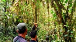 Gunung Kerinci Keluarkan Asap Tebal, Jalur Pendakian Ditutup