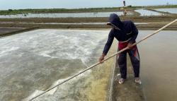Banjir Rob Rendam Ratusan Hektare Lahan Garam di Cirebon, Petambak Tak lagi Produksi