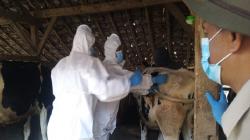 2.279 Ekor Sapi Mati akibat Wabah PMK di KBB, Peternak Rugi Rp30 Miliar<