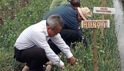 Produksi Bawang Merah di Bantul 2022 Diperkirakan Capai 14.000 Ton